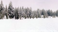 Tapeta Nature trees with snow 032.jpg
